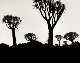 QUIVER TREE FOREST