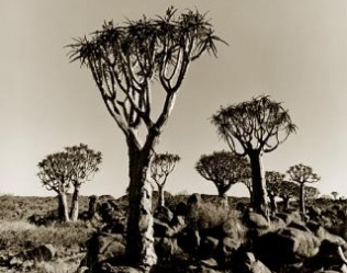 QUIVER TREE FOREST