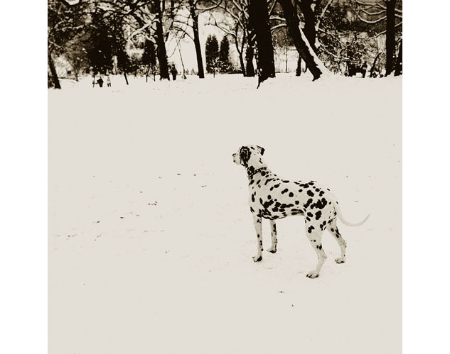 DALMATION